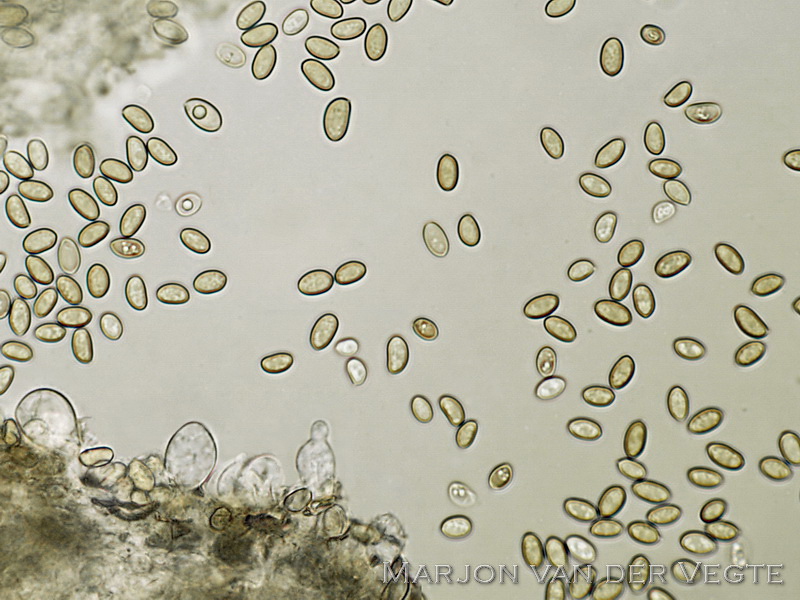 Populierleemhoed - Agrocybe cylindracea